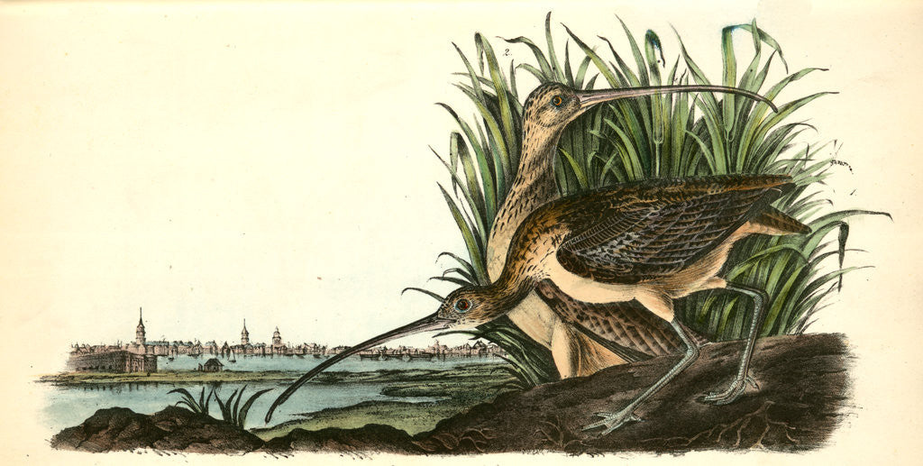 Detail of Long-billed Curlew by John James Audubon