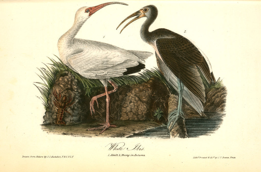 Detail of White Ibis by John James Audubon