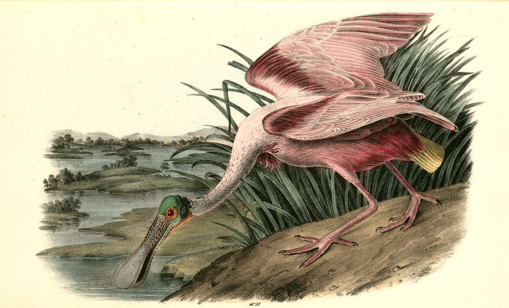 Detail of Roseate Spoonbill. Male by John James Audubon