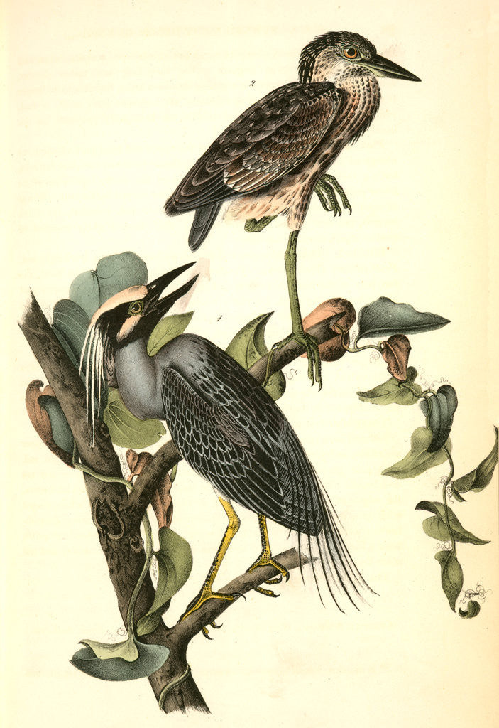 Detail of Yellow-crowned Night Heron, or Qua Bird by John James Audubon