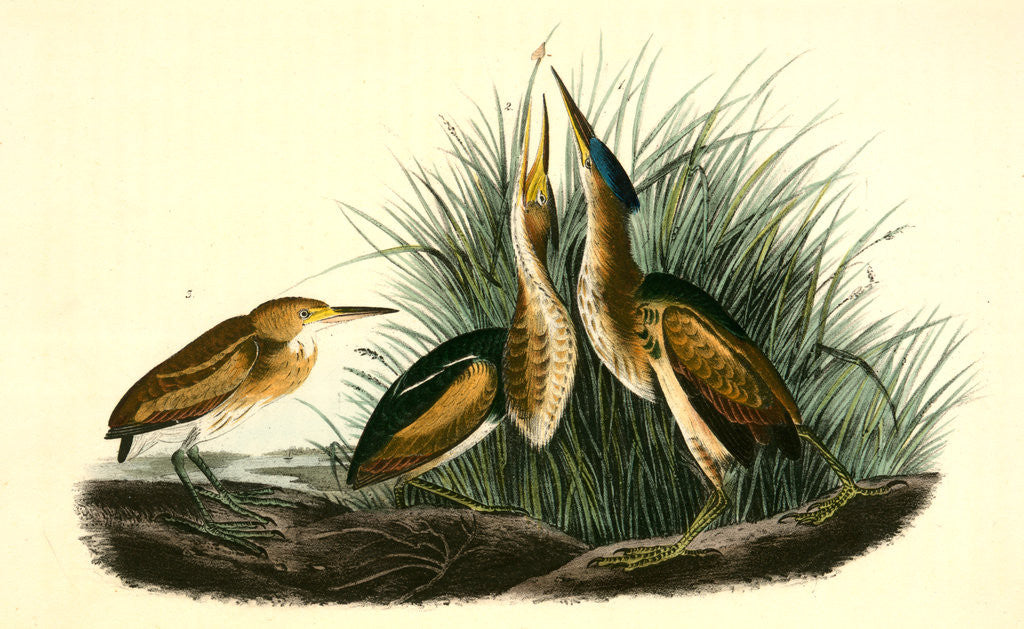 Detail of Least Bittern by John James Audubon