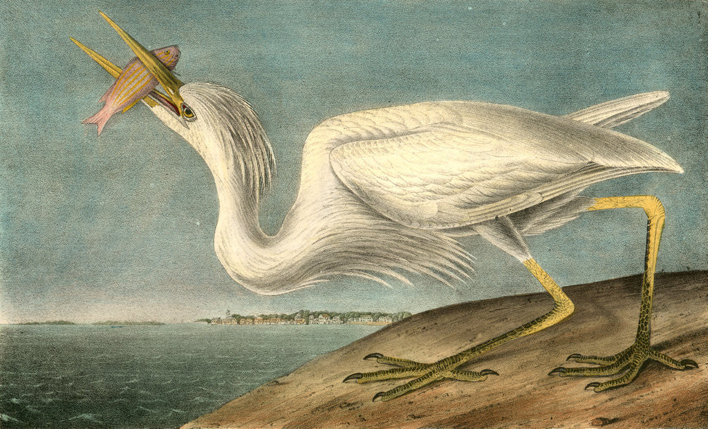 Detail of Great White Heron. Male adult, Spring Plumage by John James Audubon