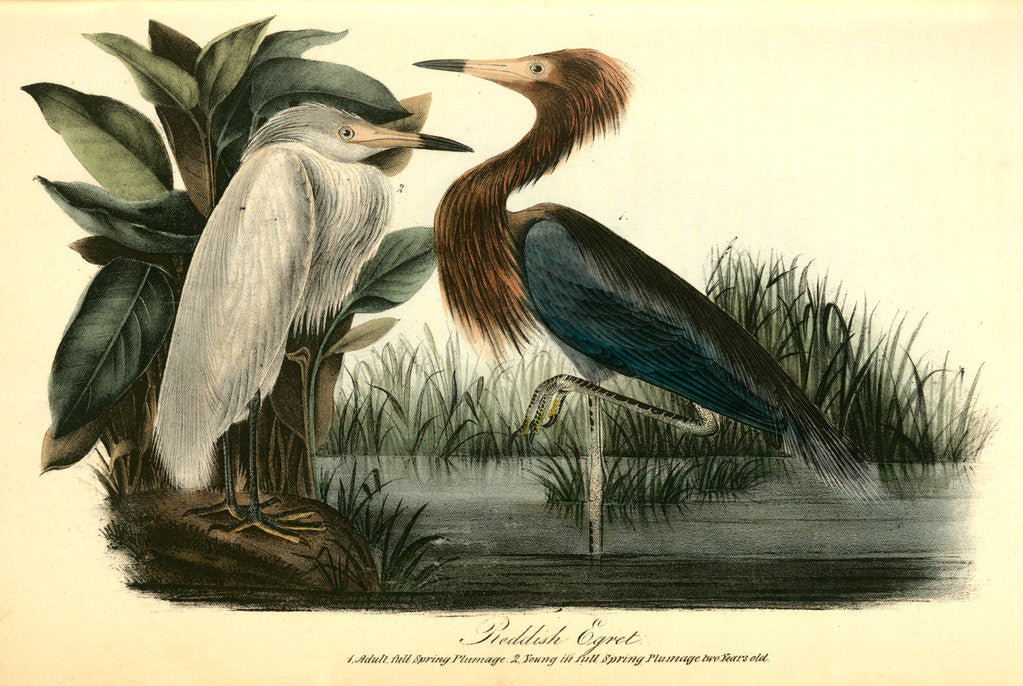 Detail of Reddish Egret by John James Audubon