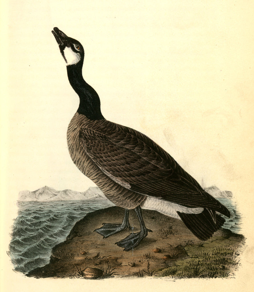 Detail of Hutchins's Goose. Adult Male by John James Audubon