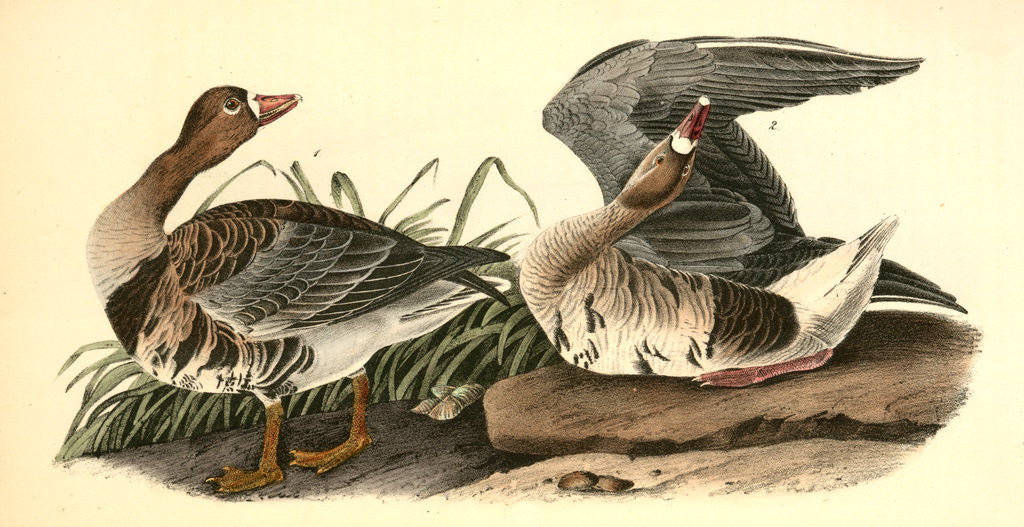 Detail of White-fronted Goose by John James Audubon