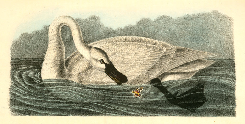 Detail of Trumpeter Swan. Adult by John James Audubon