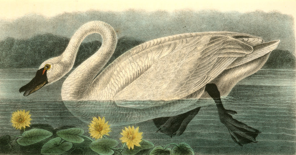 Detail of American Swan. Male by John James Audubon
