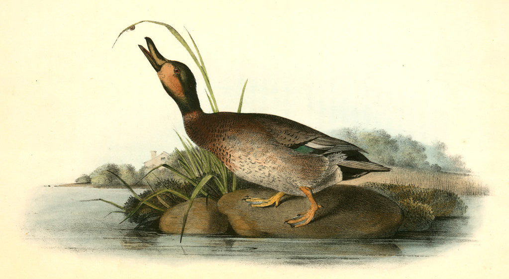 Detail of Brewer's Duck. Male by John James Audubon