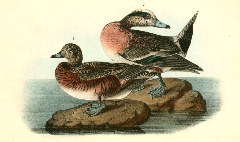 Detail of American Widgeon by John James Audubon