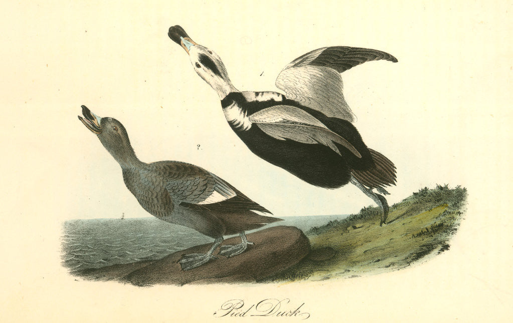 Detail of Pied Duck by John James Audubon