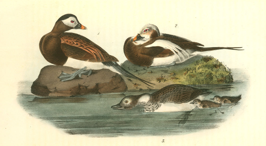 Detail of Long-tailed Duck by John James Audubon