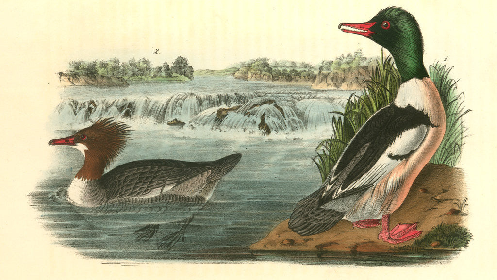 Detail of Buff-breasted Merganter [Merganser]. - Goosander by John James Audubon
