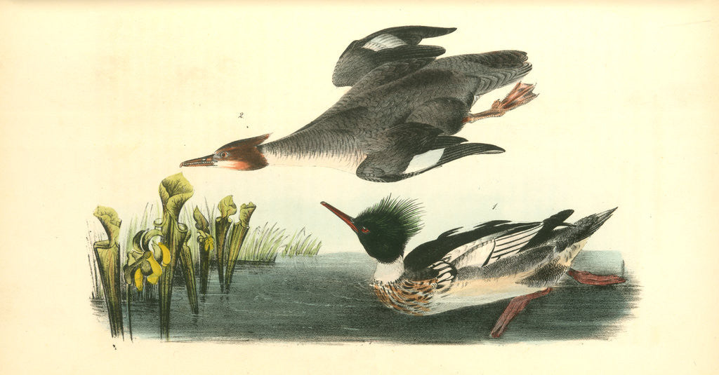 Detail of Red-breasted Merganser by John James Audubon