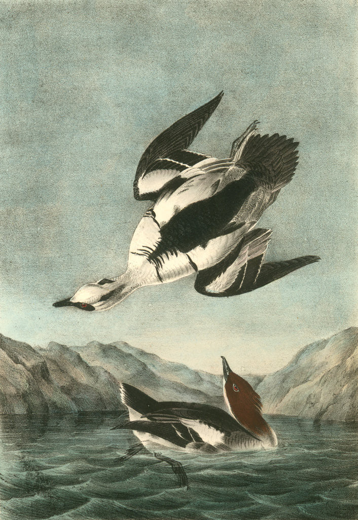 Detail of White Merganser Smew. White Nun by John James Audubon