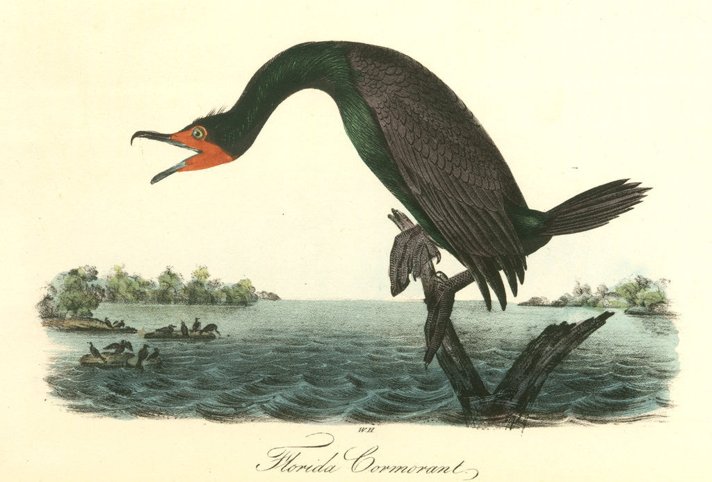 Detail of Florida Cormorant. Male by John James Audubon