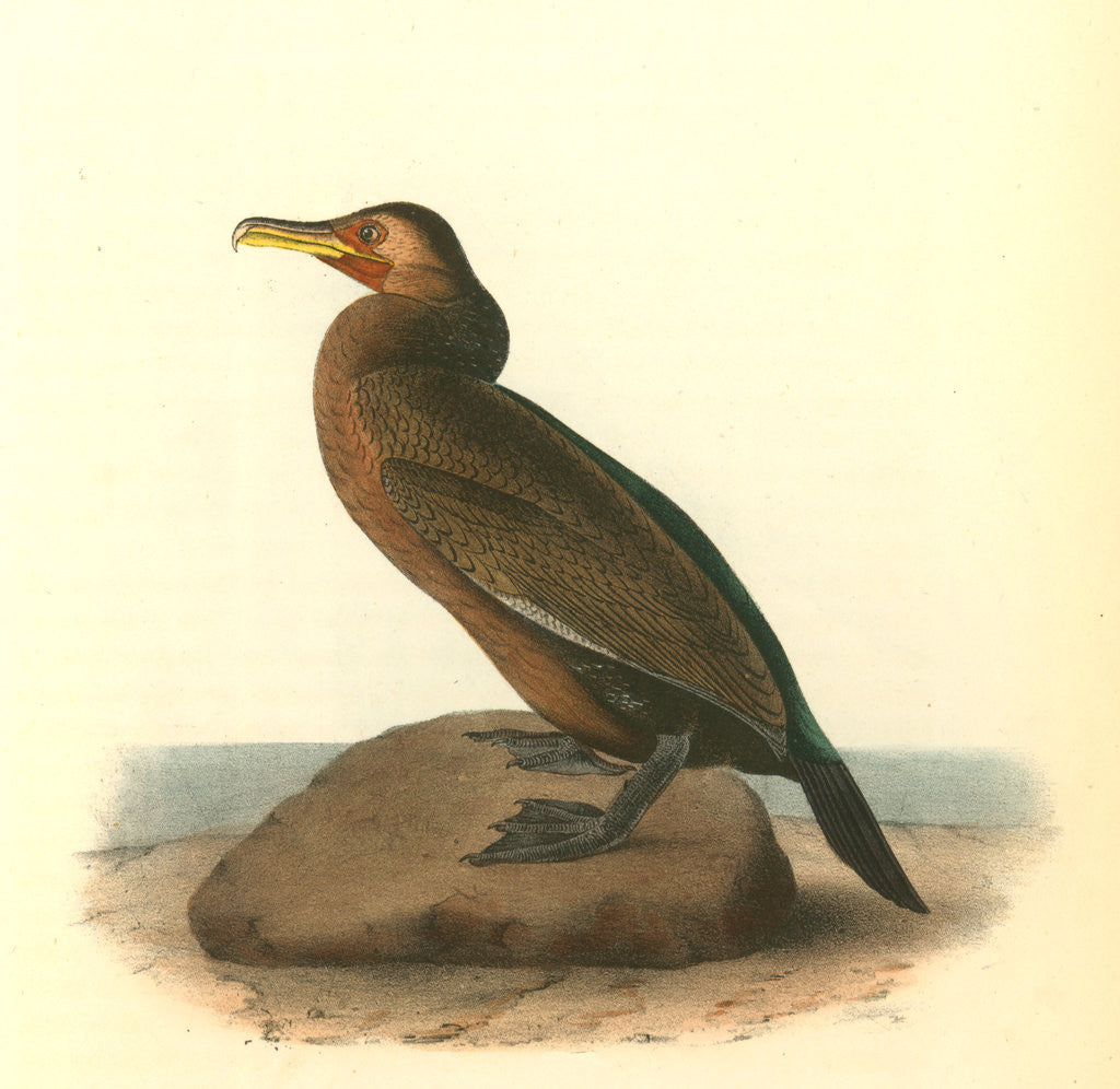 Detail of Townsend's Cormorant. Male by John James Audubon