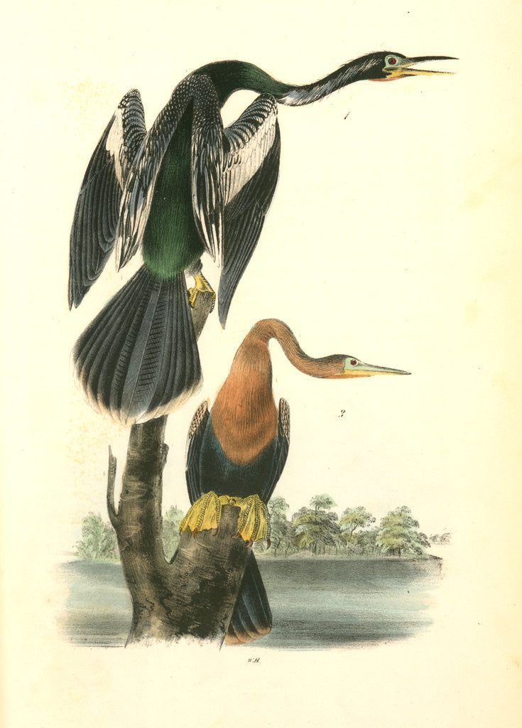 Detail of American Anhinga Snake Bird by John James Audubon