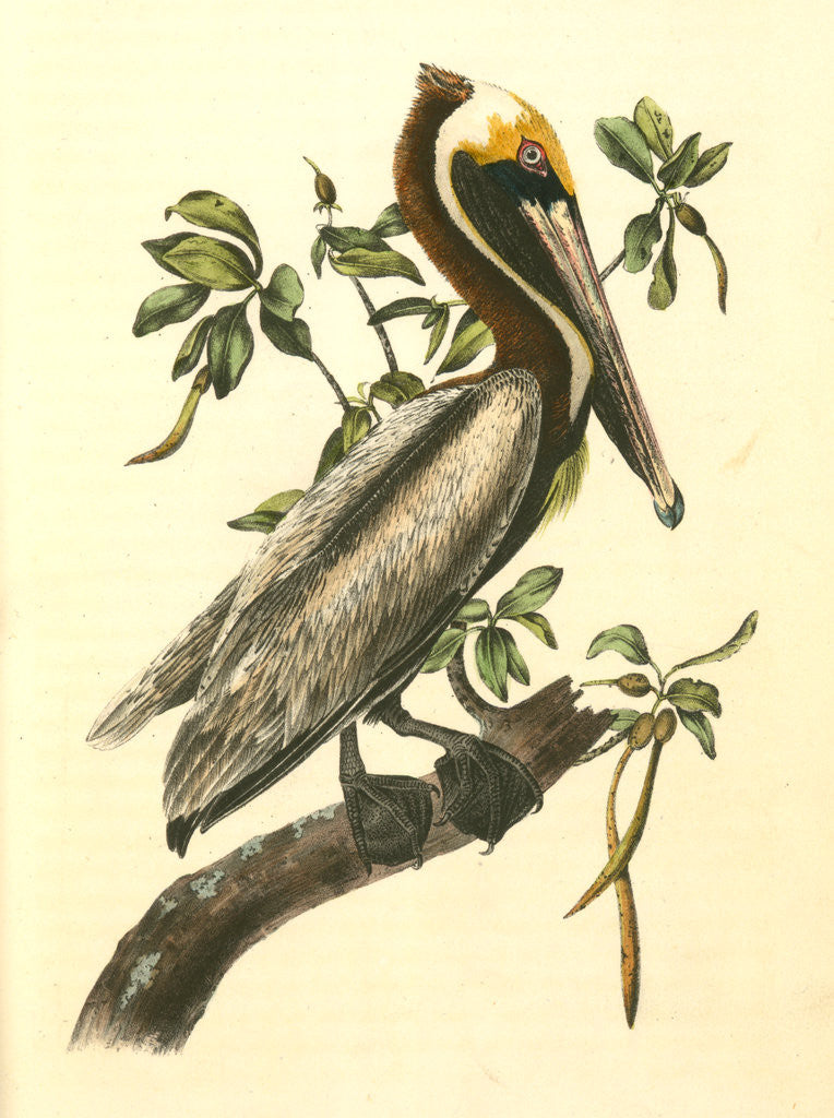 Detail of Brown Pelican. Adult Male by John James Audubon
