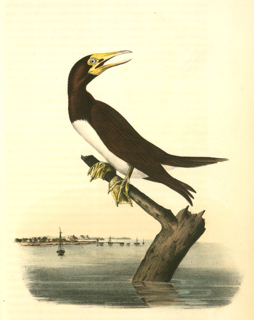 Detail of Booby Gannet. Male by John James Audubon