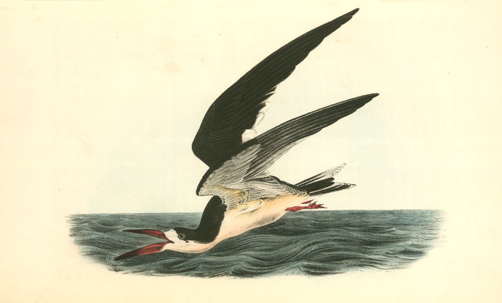 Detail of Black Skimmer or Shearwater. Male by John James Audubon