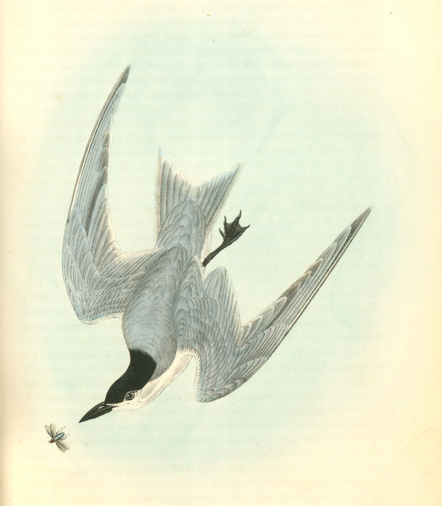Detail of Gull-billed Tern. Marsh Tern. Male by John James Audubon