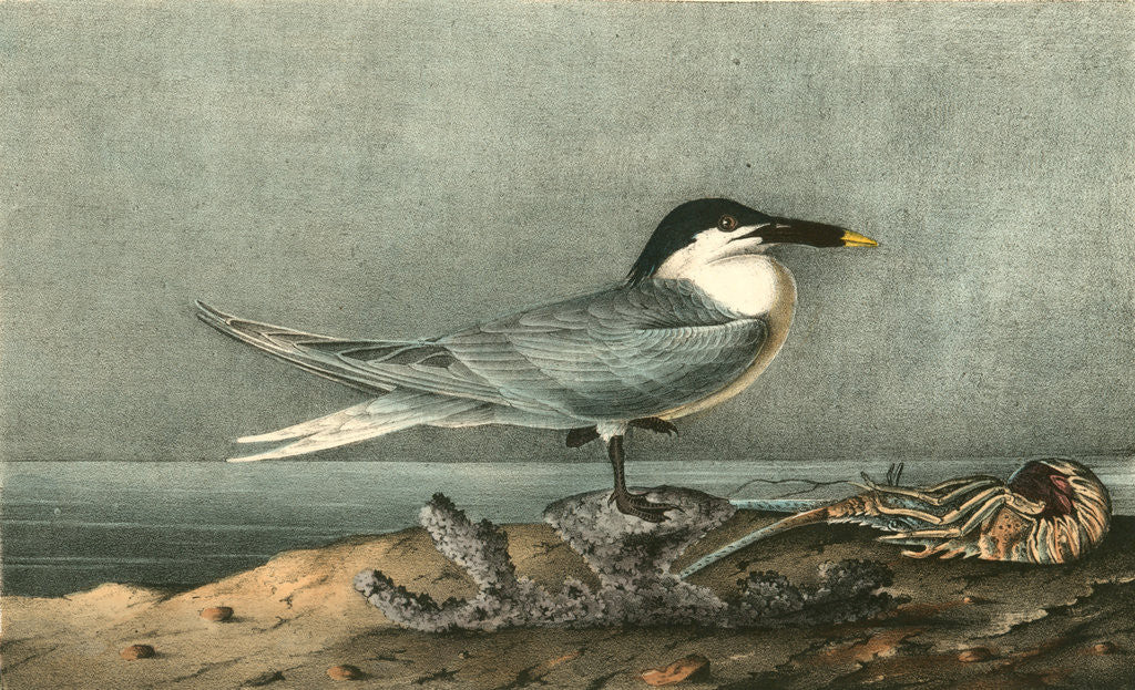 Detail of Sandwich Tern. Adult by John James Audubon