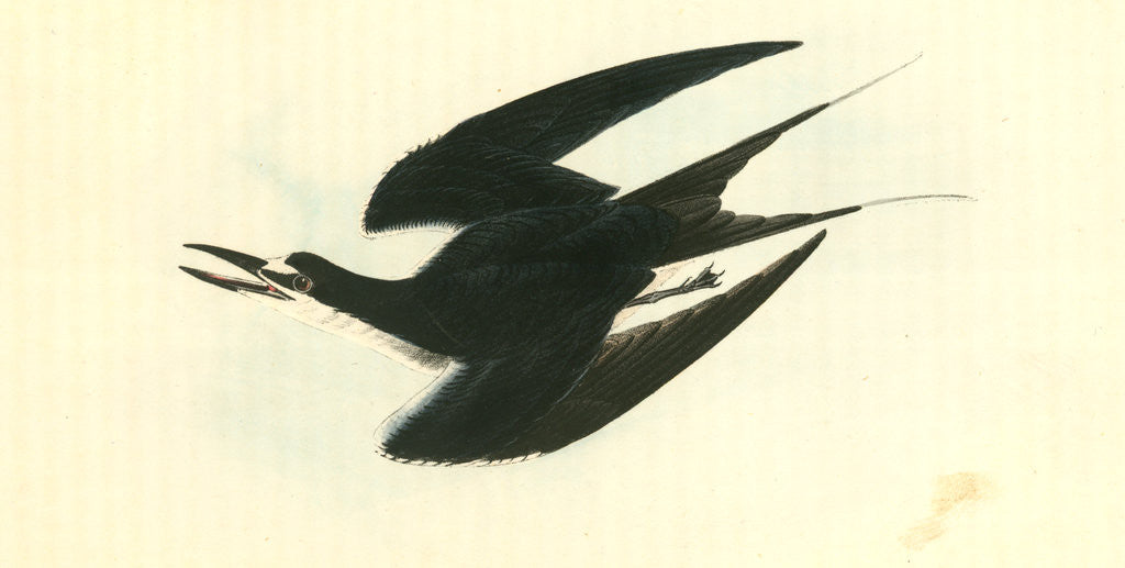 Detail of Sooty Tern by John James Audubon