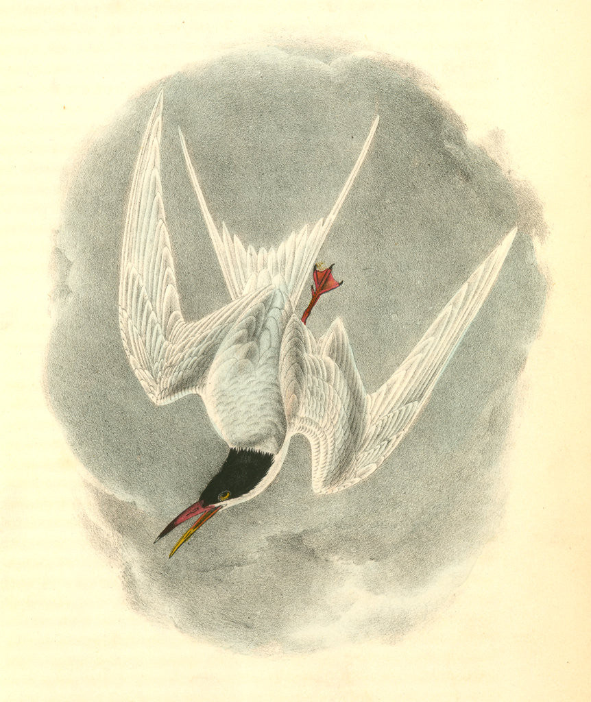 Detail of Common Tern. Male Spring Plumage by John James Audubon