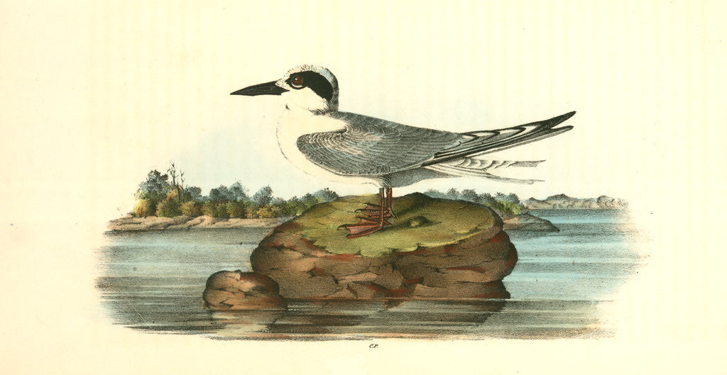 Detail of Havell's Tern. Adult by John James Audubon