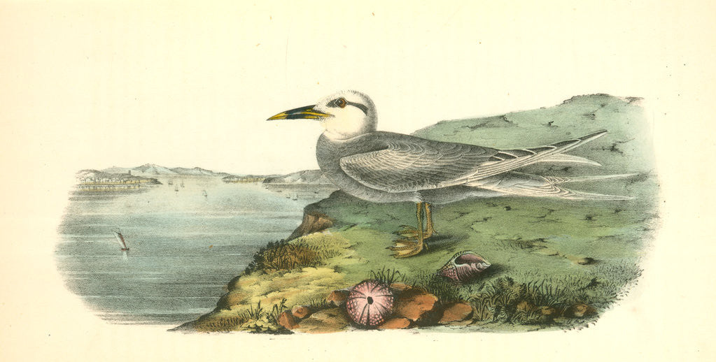 Detail of Trudeas's Tern. Adult by John James Audubon