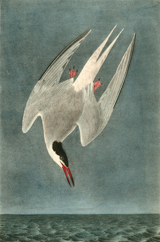 Detail of Arctic Tern. Male by John James Audubon