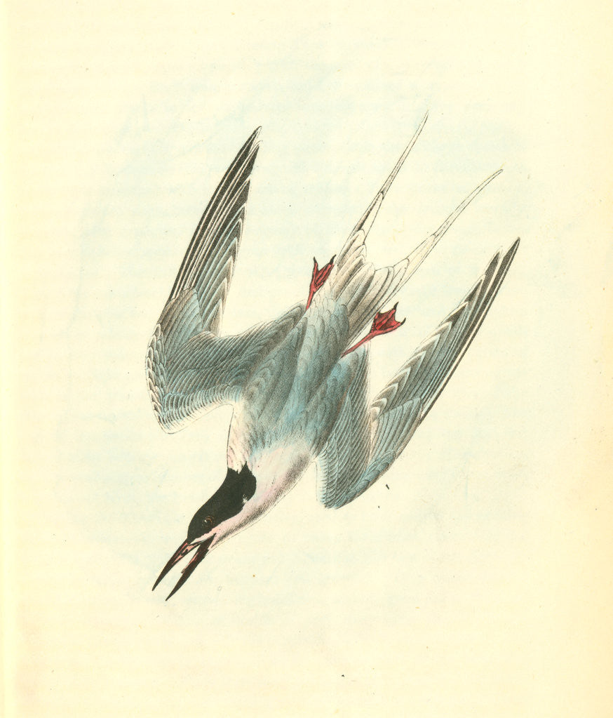 Detail of Roseate Tern. Male by John James Audubon