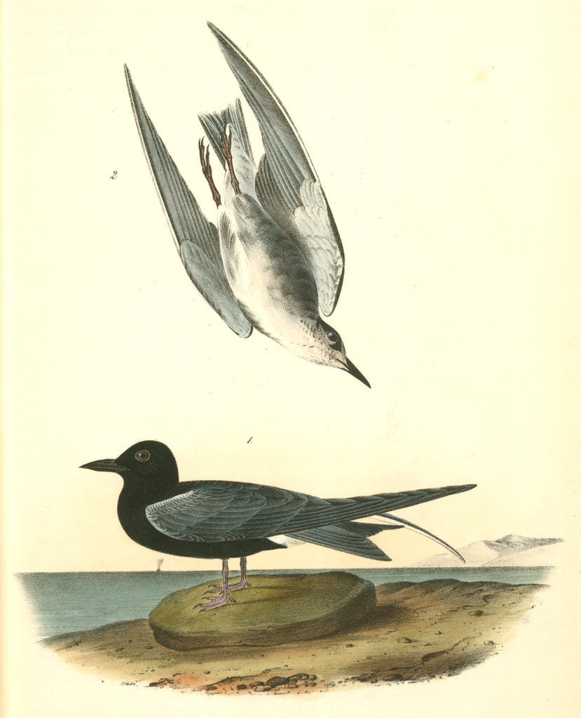 Detail of Black Tern by John James Audubon