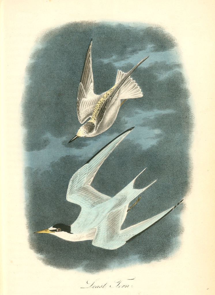 Detail of Least Tern by John James Audubon