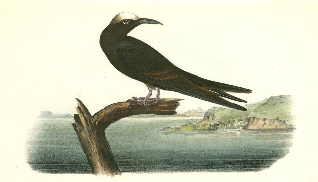 Detail of Noddy Tern. Male by John James Audubon