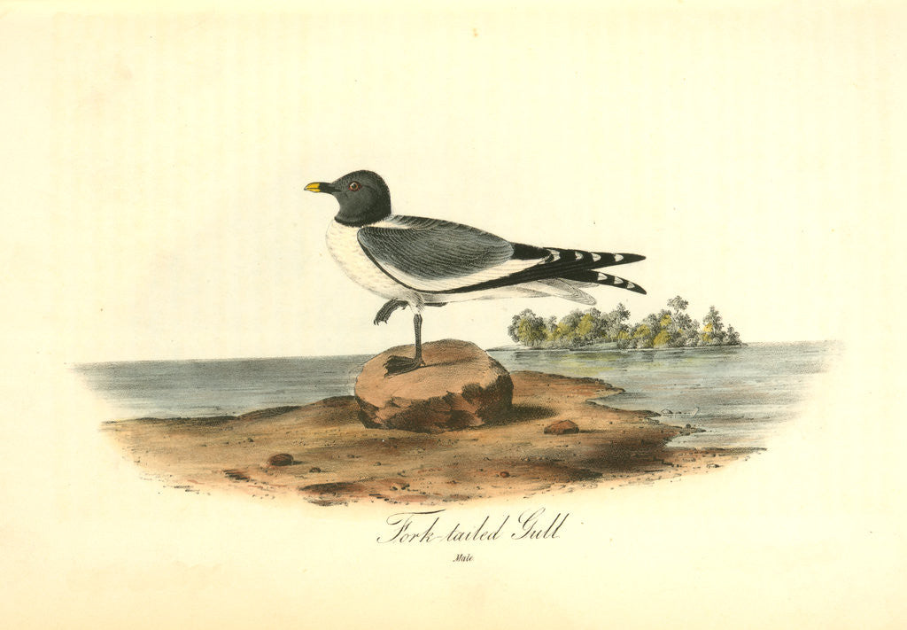 Detail of Fork-tailed Gull. Male by John James Audubon