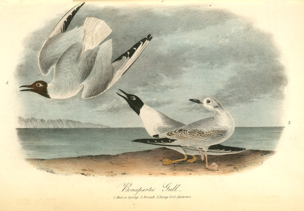 Detail of Bonaparte's Gull by John James Audubon