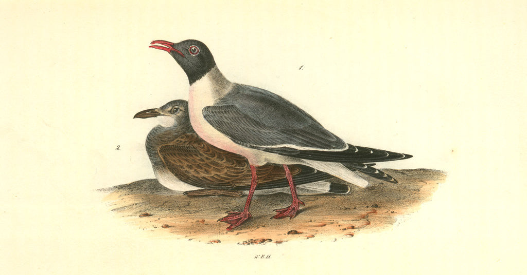 Detail of Black-headed Gull by John James Audubon