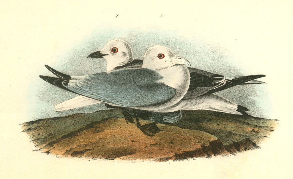 Detail of Kittiwake Gull by John James Audubon