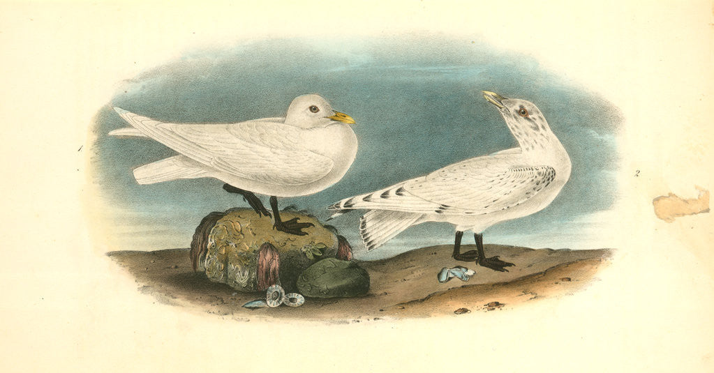 Detail of Ivory Gull by John James Audubon