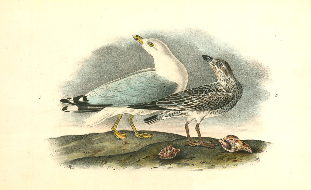 Detail of Common American Gull.-- Ring-billed Gull by John James Audubon