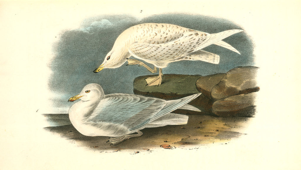 Detail of White-winged Silvery Gull. 1.Male in Summer. 2. Young in Winter by John James Audubon