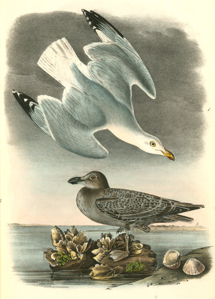 Detail of Herring or Silvery Gull by John James Audubon