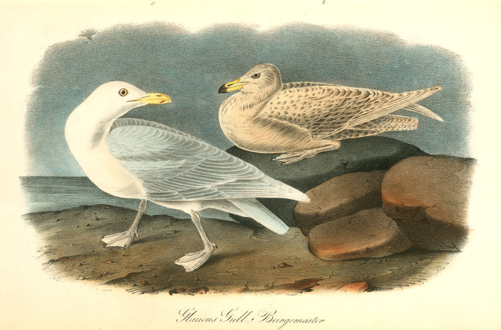Detail of Glaucus Gull - Burgomaster by John James Audubon