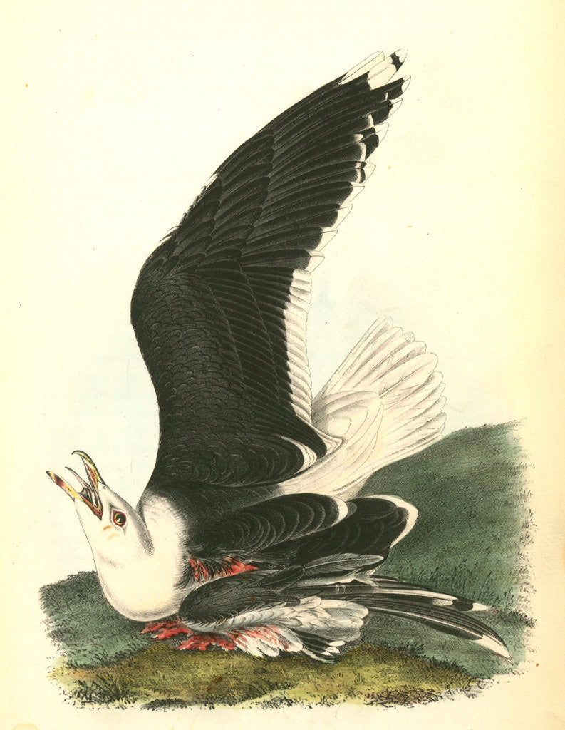 Detail of Great Black-backed Gull . Male by John James Audubon