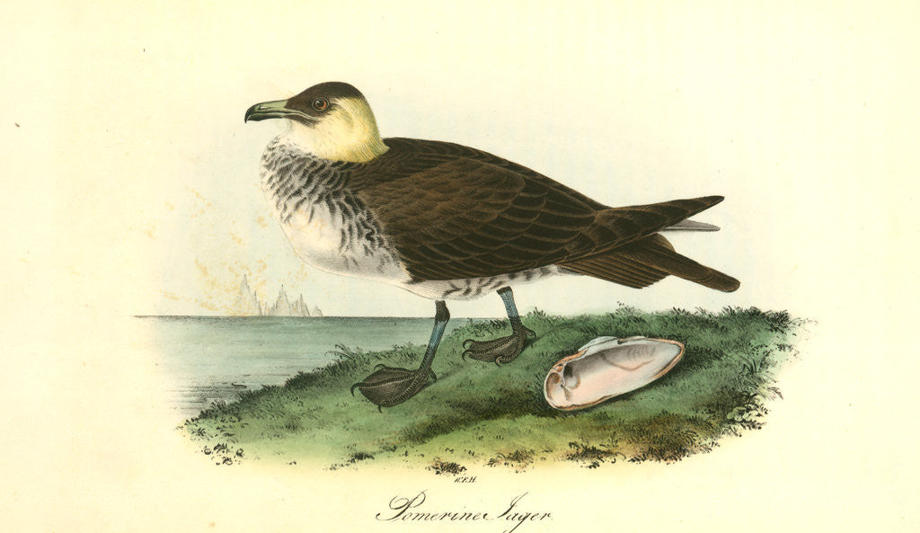 Detail of Pomerine Jager. Adult female by John James Audubon