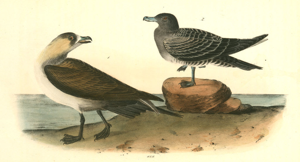 Detail of Richardson's Jager by John James Audubon