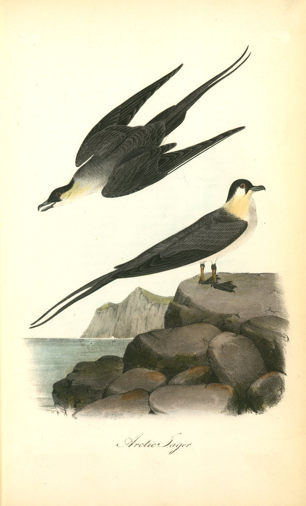 Detail of Arctic Jager by John James Audubon