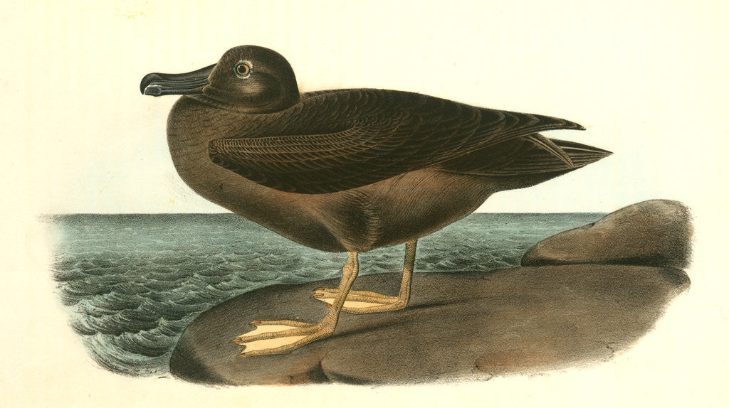 Detail of Dusky Albatros by John James Audubon