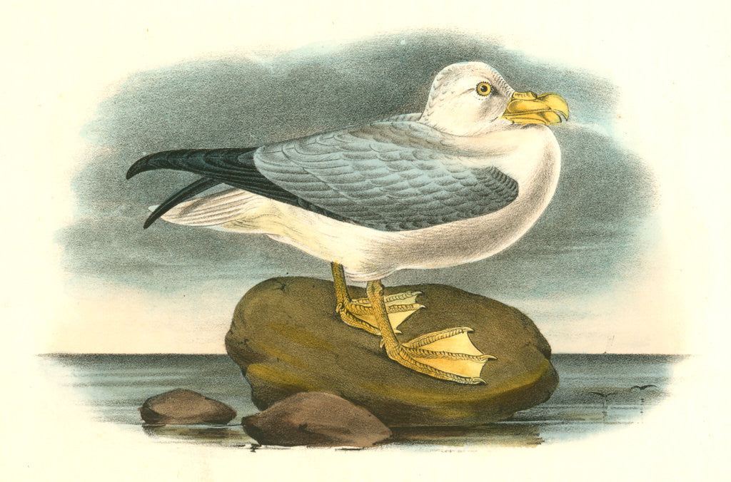 Detail of Fulmar Petrel. Adult Male Summer plumage by John James Audubon